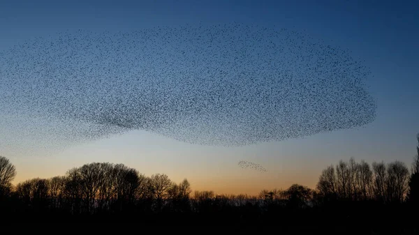Flock Fåglar Flyga Solnedgången Vacker Natur Bakgrund — Stockfoto