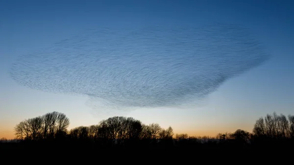 Zwerm Vogels Vliegen Tijdens Zonsondergang Prachtige Natuur Achtergrond — Stockfoto