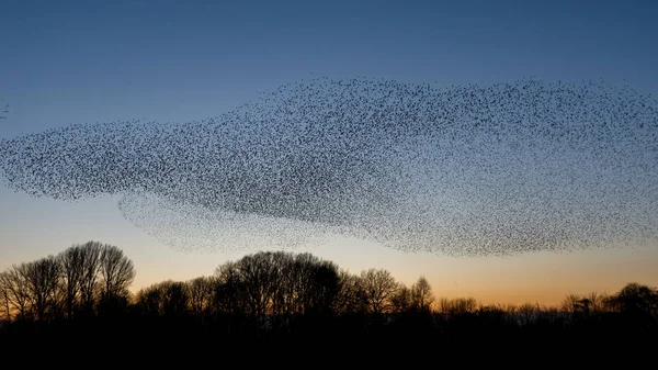 Rebanho Pássaros Voar Durante Pôr Sol Belo Fundo Natureza — Fotografia de Stock