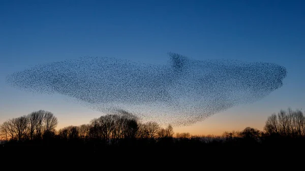 Flock Fåglar Flyga Solnedgången Vacker Natur Bakgrund — Stockfoto