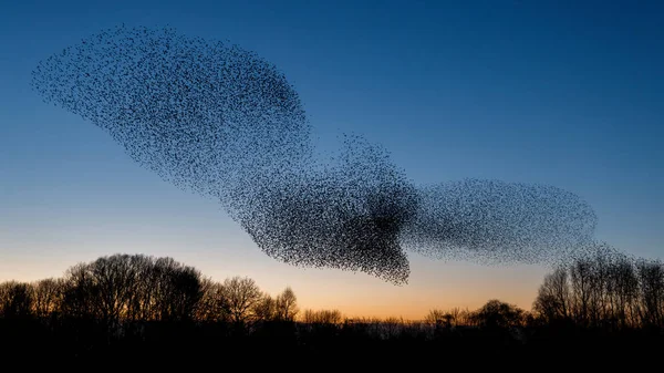 Rebanho Pássaros Voar Durante Pôr Sol Belo Fundo Natureza — Fotografia de Stock