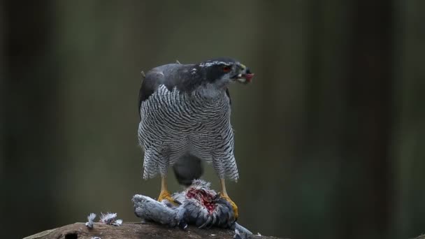 Northern Goshawk Forest Dark Background Prey — Stock Video