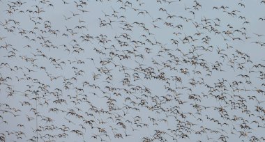 Kara kuyruklu Godwit (Limosa limozası) ilk kez baharda Hollanda 'nın sulak alanlarına gelir.