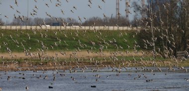 Kara kuyruklu Godwit (Limosa limozası) ilk kez baharda Hollanda 'nın sulak alanlarına gelir.