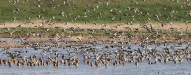 Kara kuyruklu Godwit (Limosa limozası) ilk kez baharda Hollanda 'nın sulak alanlarına gelir.