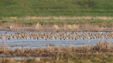 Kara kuyruklu Godwit (Limosa limozası) ilk kez baharda Hollanda 'nın sulak alanlarına gelir.