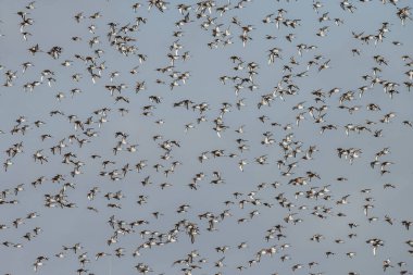 Kara kuyruklu Godwit (Limosa limozası) ilk kez baharda Hollanda 'nın sulak alanlarına gelir.