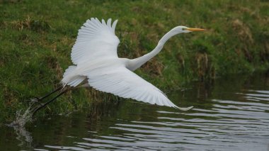 Yeşil bir arazide Büyük Akbalıkçıl, yaklaş. 