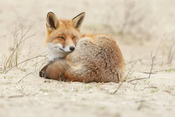 自然の中で砂の背景に赤いキツネ — ストック写真