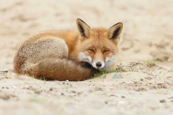 自然の中で砂の背景に赤いキツネ — ストック写真