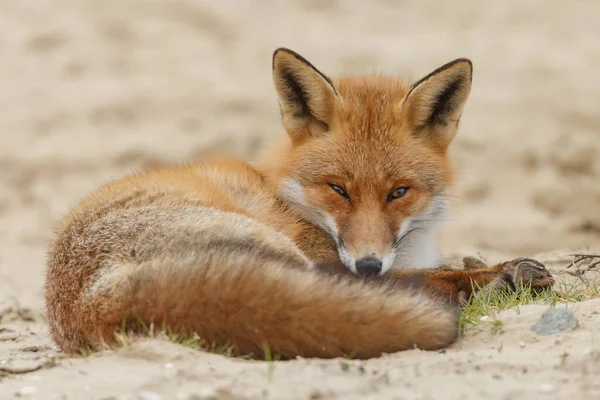 Rotfuchs Der Natur Auf Sandigem Hintergrund — Stockfoto