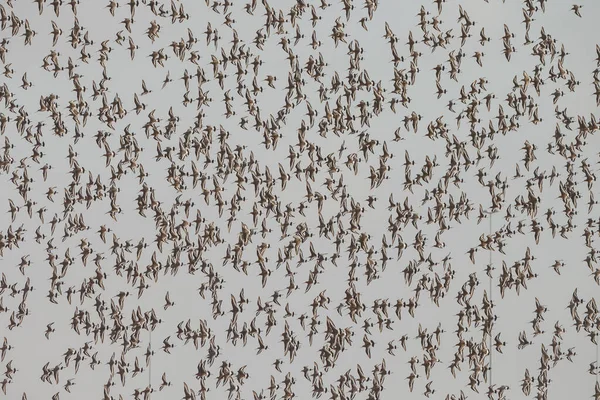 Zwartstaartgrutto Limosa Limosa Arriveert Voor Het Eerst Het Voorjaar Nederlandse — Stockfoto