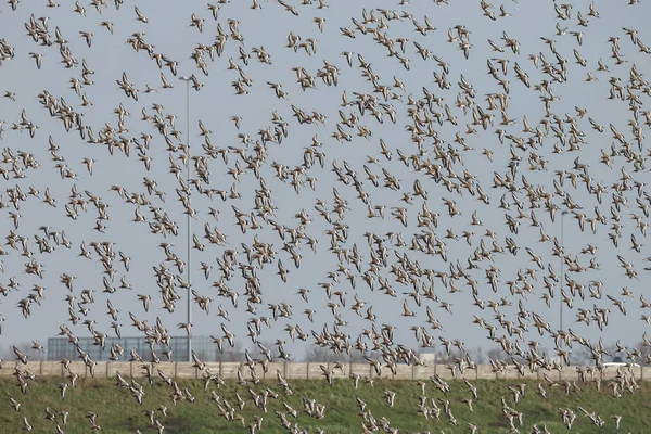 Aguilón Cola Negra Limosa Limosa Llega Por Primera Vez Primavera —  Fotos de Stock