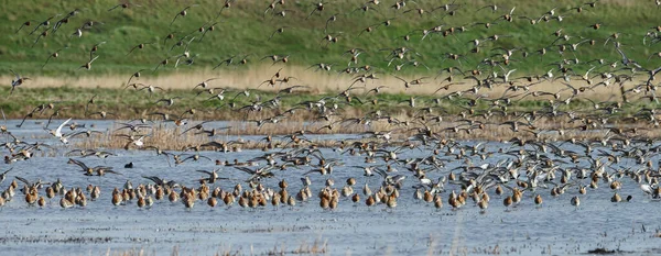 Black Tailed Godwit Limosa Limosa First Arrivals Springtime Dutch Wetlands — Stock Photo, Image