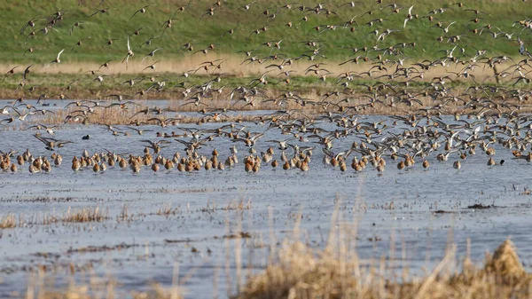 Black Tailed Godwit Limosa Limosa First Arrivals Springtime Dutch Wetlands — Stock Photo, Image