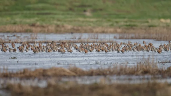 Barge Queue Noire Limosa Limosa Arrive Pour Première Fois Printemps — Photo