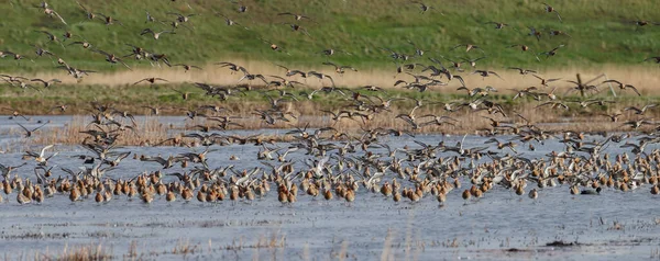 Aguilón Cola Negra Limosa Limosa Llega Por Primera Vez Primavera —  Fotos de Stock