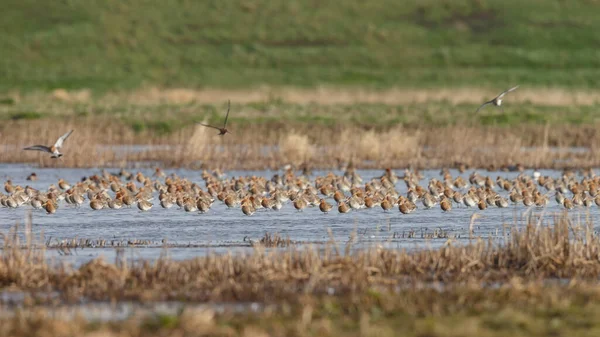 Black Tailed Godwit Limosa Limosa First Arrivals Springtime Dutch Wetlands — Stock Photo, Image