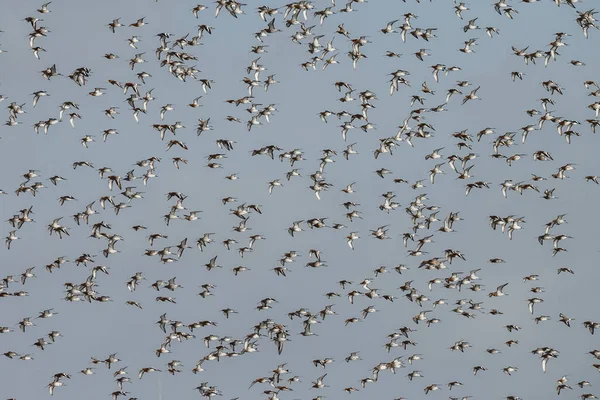 Bogwit Czarnoogonowy Limosa Limosa Przybywa Wiosną Holenderskie Tereny Podmokłe — Zdjęcie stockowe