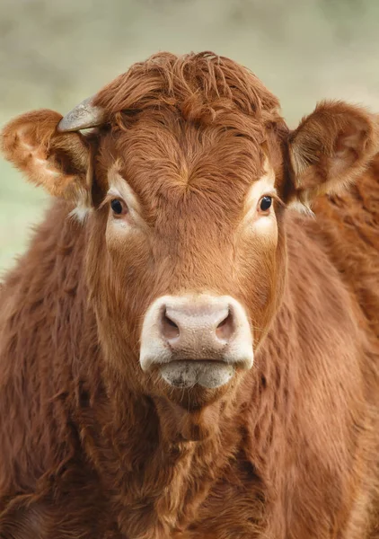 Suíço Limousin Vaca Portret Close — Fotografia de Stock