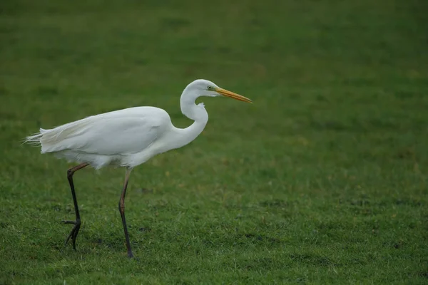 Gran Egret Paisaje Verde Cerca — Foto de Stock