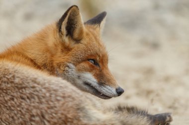 Doğada bir bahar günü kızıl tilki