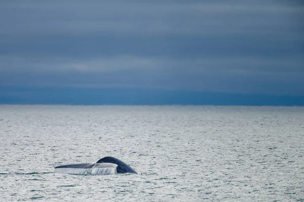 Cauda Baleia Azul Oceano Ártico Spitsbergen — Fotografia de Stock