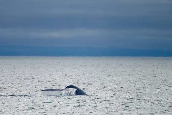 The tail of the blue whale at the Arctic Ocean of Spitsbergen