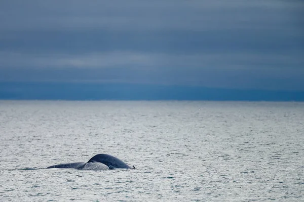 Queue Rorqual Bleu Dans Océan Arctique Spitzberg — Photo