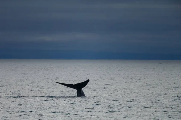Cauda Baleia Azul Oceano Ártico Spitsbergen — Fotografia de Stock