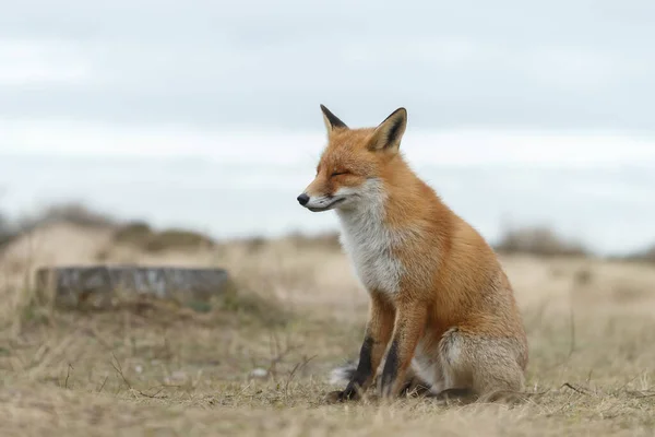 春の日に自然界の赤狐 — ストック写真