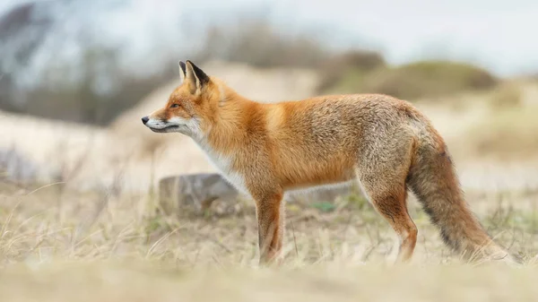Červená Liška Přírodě Jaře — Stock fotografie