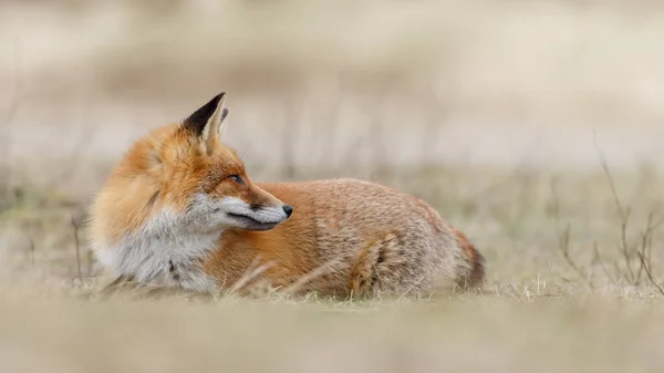 春の日に自然界の赤狐 — ストック写真
