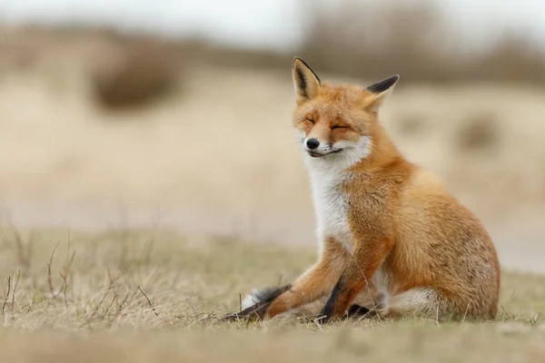 Volpe Rossa Natura Giorno Primavera — Foto Stock