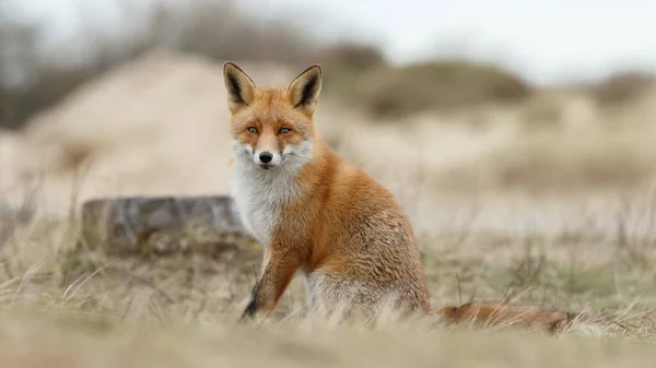 Renard Roux Dans Nature Jour Printemps — Photo