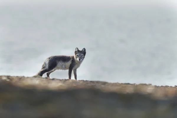 Polarfuchs Schnee — Stockfoto