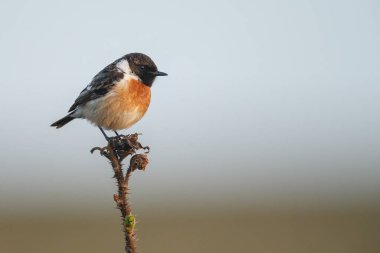 İlkbaharda Avrupa taş şapkası (Saxicola rubicola) dal üzerine tünemiştir.