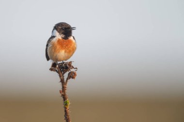 İlkbaharda Avrupa taş şapkası (Saxicola rubicola) dal üzerine tünemiştir.