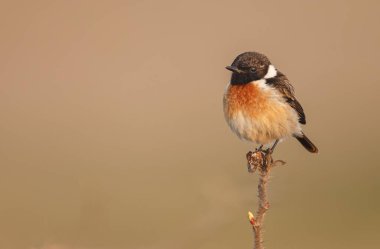 İlkbaharda Avrupa taş şapkası (Saxicola rubicola) dal üzerine tünemiştir.