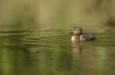Güneşli bir günde suda küçük bir ördek yavrusu