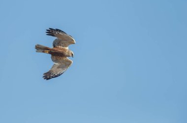 Yaygın Kerkenez, Falco tinnunculus