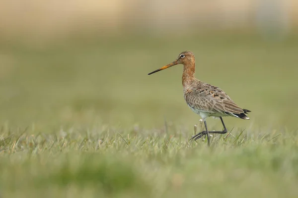 Aguilón Cola Negra Limosa Limosa Primavera Los Humedales Holandeses —  Fotos de Stock