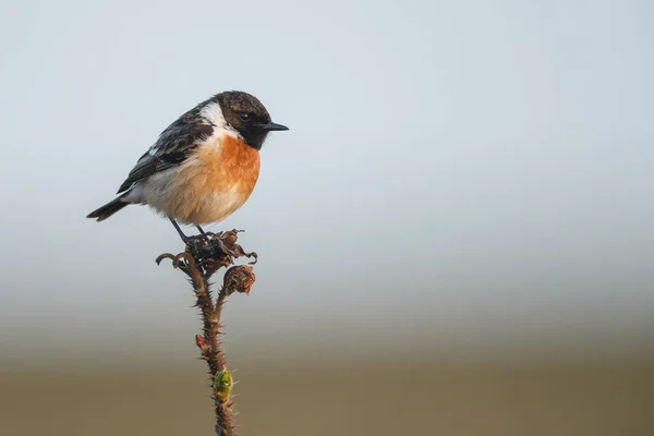 Pierrier Européen Saxicola Rubicola Perché Sur Brindille Printemps — Photo