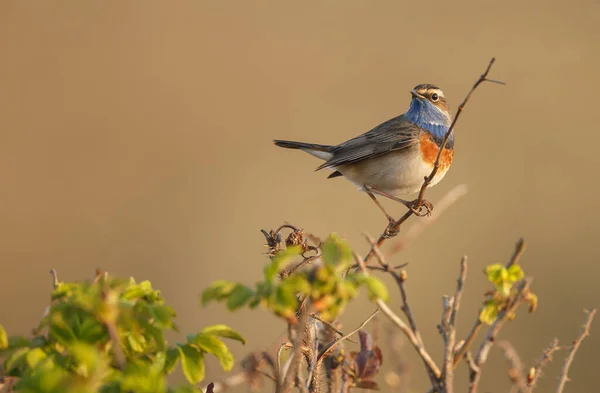 Kies Eieren Van Bovenaf Gezien Een Rietveld — Stockfoto