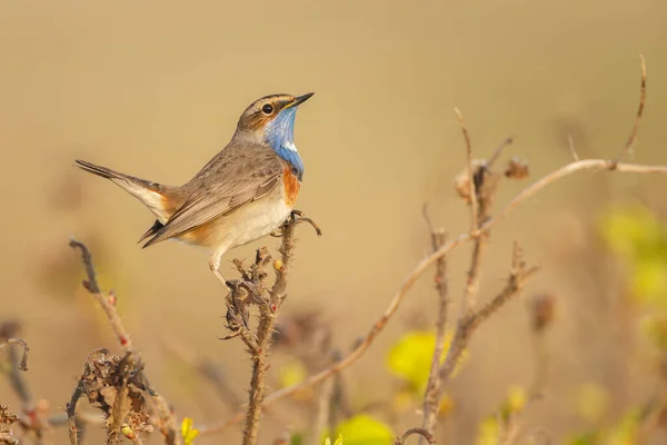 Kies Eieren Van Bovenaf Gezien Een Rietveld — Stockfoto