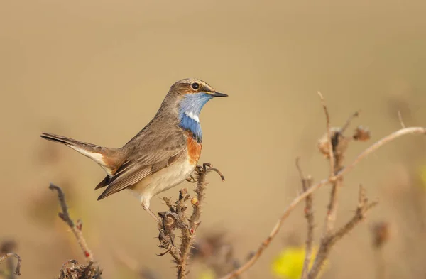 Elija Huevos Vistos Desde Arriba Campo Caña — Foto de Stock