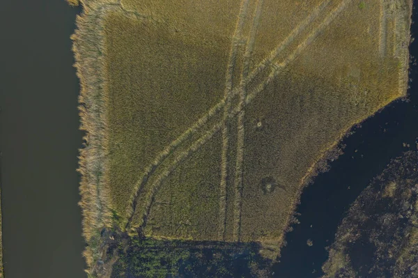 Wählen Sie Eier Von Oben Einem Feld Aus Schilf — Stockfoto