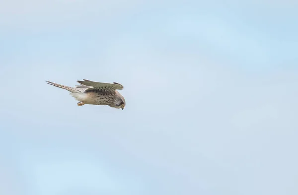 Frequentes Kestrel Falco Tinnunculus — Fotografia de Stock