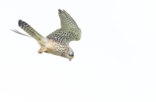 Обыкновенный Кестрел Falco Tinnunculus — стоковое фото