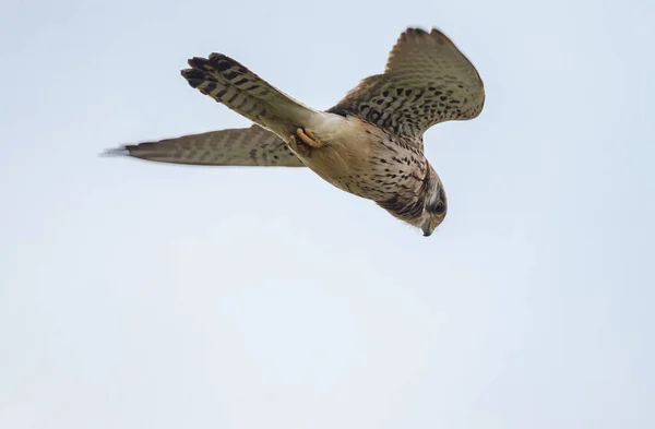 Обыкновенный Кестрел Falco Tinnunculus — стоковое фото